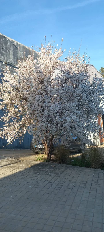 Almendro en flor