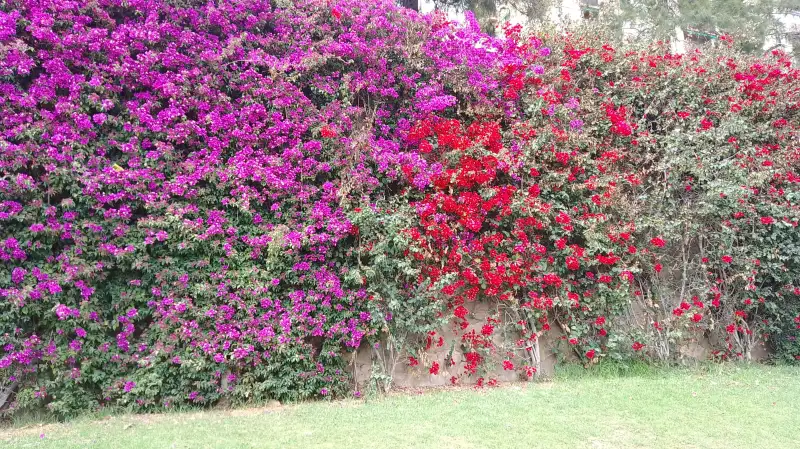 Primavera ph