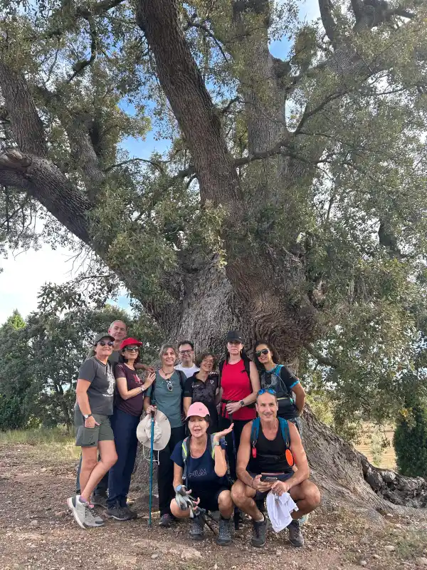 Árbol Cortes de Arenoso Árbol Cortes de Arenoso. Senderismo Puçol