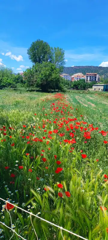 Amapolas V+ ph