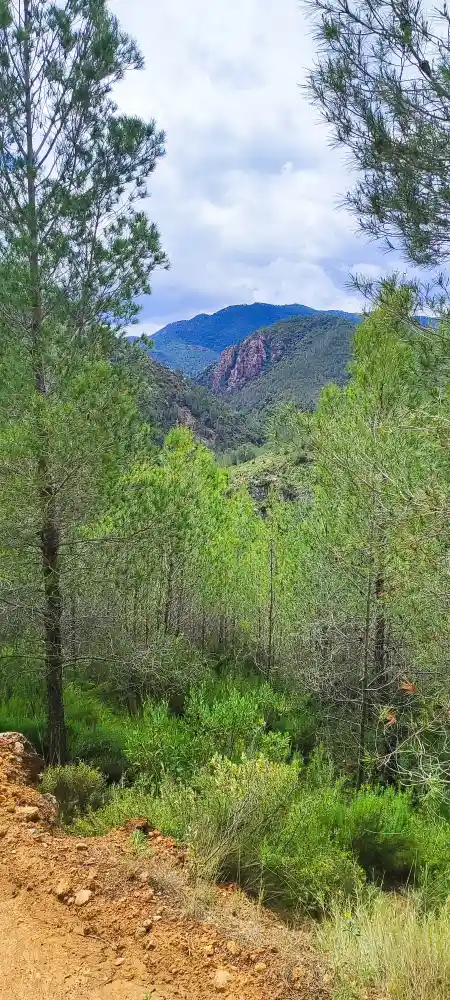 Bosque V ph