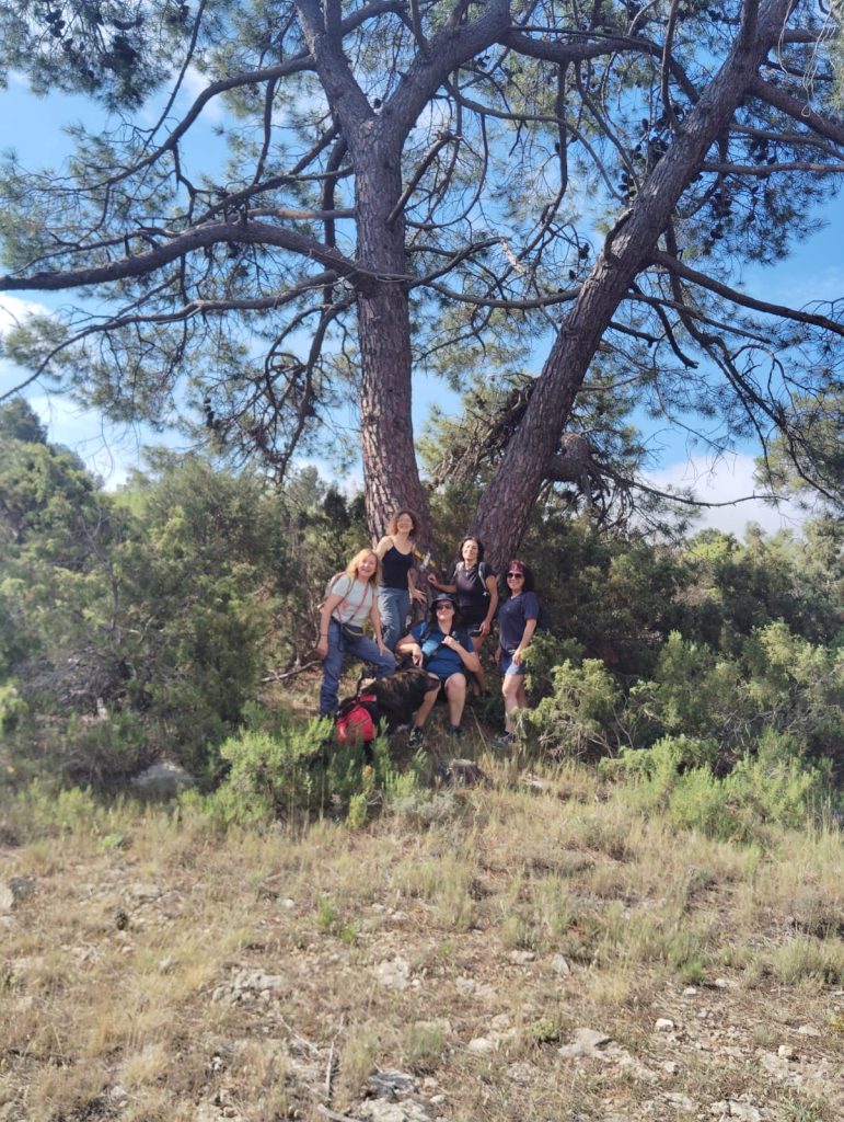 Arbol V