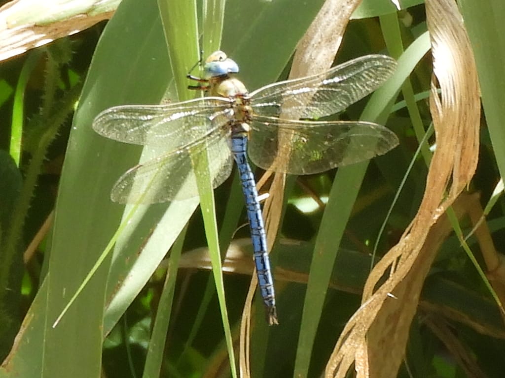 Libélula C